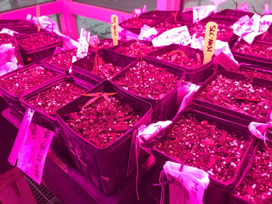 The American Chestnut seedlings in their pots