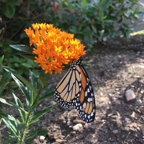 A monarch butterfly feeding on the nectar of butterfly weed, Asclepias tuberosa, in the garden next to Siena Hall. Photo courtesy of Olivia Scott, Class of 2020.
