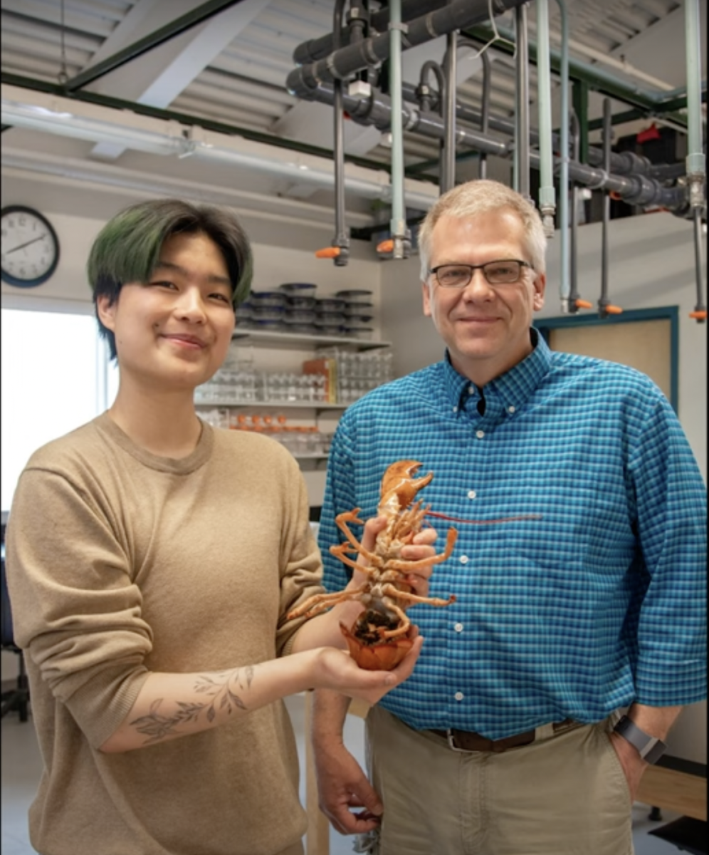 UNE researchers investigate rare shell coloration in lobsters